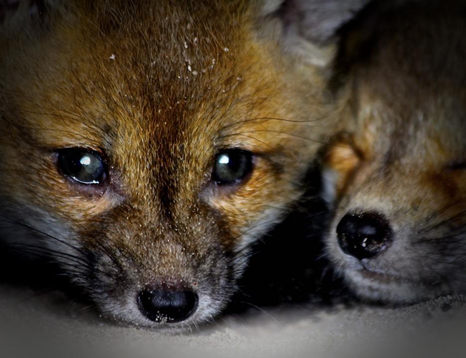 Together In Their Foxhole | Shutterbug